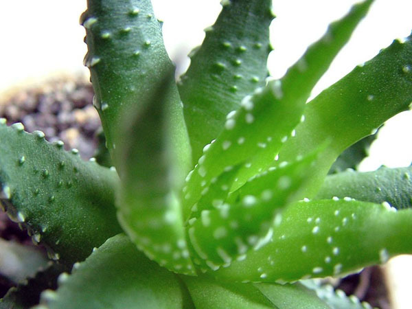 盘点防辐射最强的几种植物 可以防辐射的植物有哪些