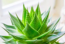 中国芦荟怎么养|芦荟的养殖方法