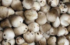 草菇价格多少钱一斤