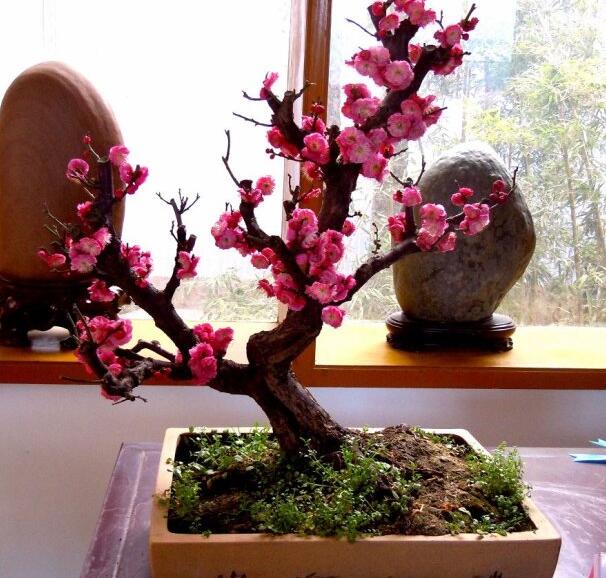 <a href='https://www.861230.com/guanhuazhiwu/9.html' target='_blank'><u>梅花</u></a>放在家里风水好吗,<a href='https://www.861230.com/guanhuazhiwu/9.html' target='_blank'><u>梅花</u></a>放在家里的禁忌及注意事项