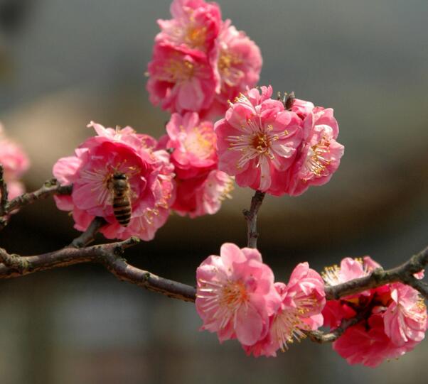 <a href='https://www.861230.com/guanhuazhiwu/9.html' target='_blank'><u>梅花</u></a>放在家里风水好吗,<a href='https://www.861230.com/guanhuazhiwu/9.html' target='_blank'><u>梅花</u></a>放在家里的禁忌及注意事项