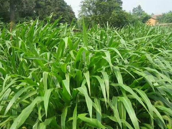 北方养羊种什么牧草好