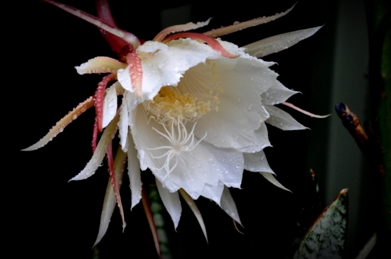 昙花是什么样的?昙花图片附介绍