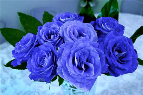 蓝<a href='https://www.861230.com/guanhuazhiwu/6595.html' target='_blank'><u>玫瑰</u></a>的含义