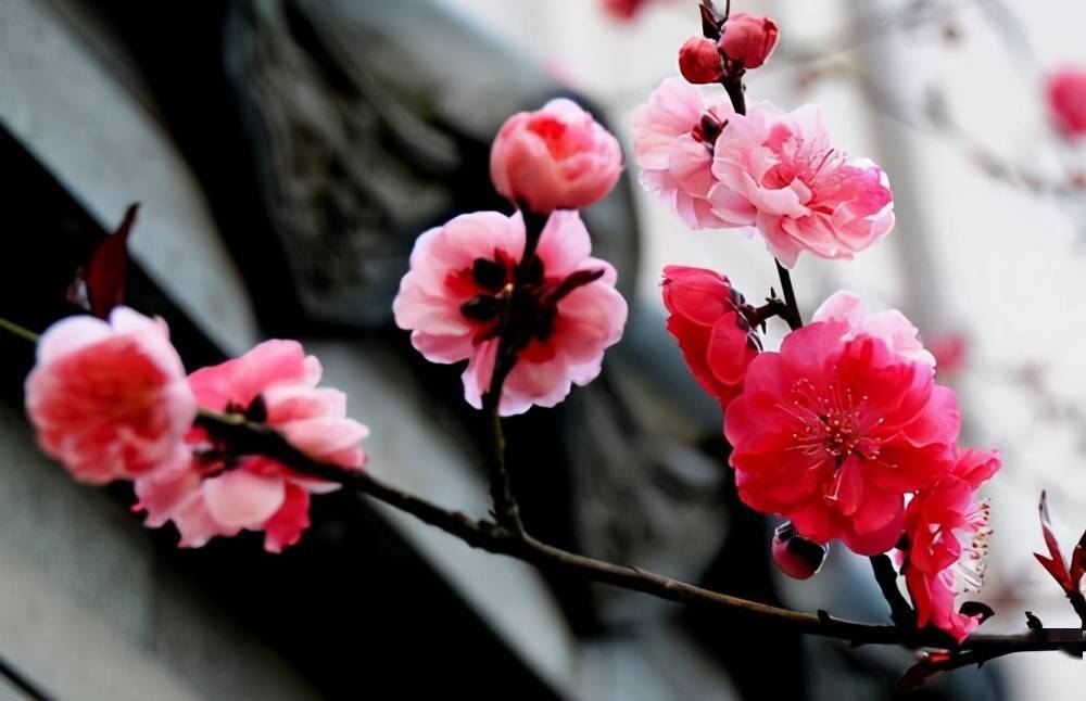 <a href='https://www.861230.com/guanhuazhiwu/9.html' target='_blank'><u>梅花</u></a>(宋·陈亮)诗句赏析