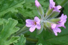 驱蚊香草是一种什么植物？驱蚊香草的花期、别名及简介