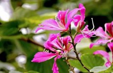 羊蹄甲花花语是什么?