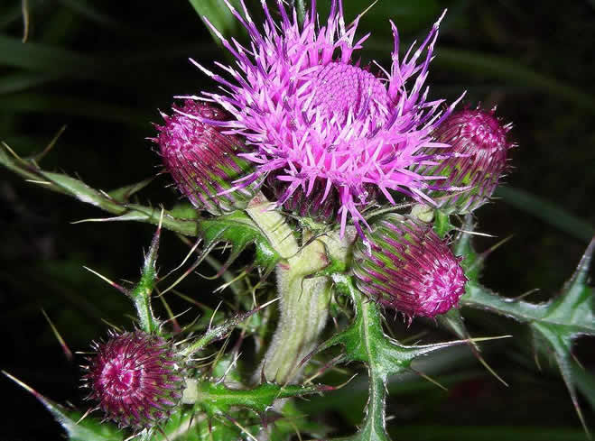 荆棘花是什么花?荆棘花的花语是什么?