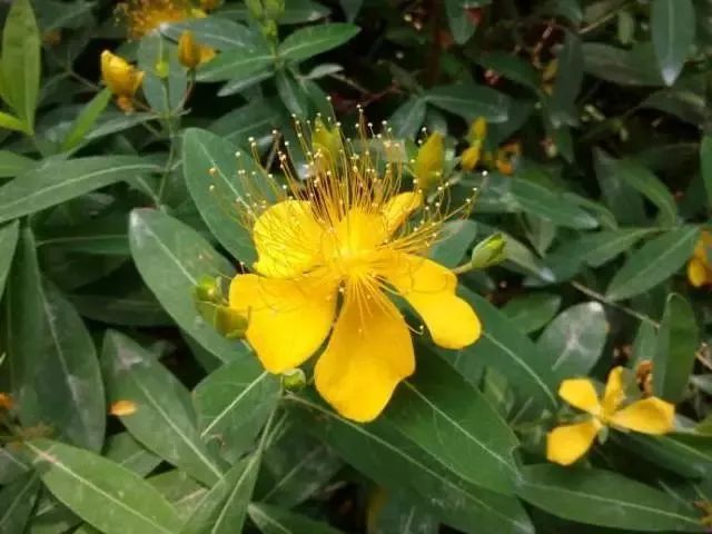 芒种花的功效与作用 芒种花怎么用