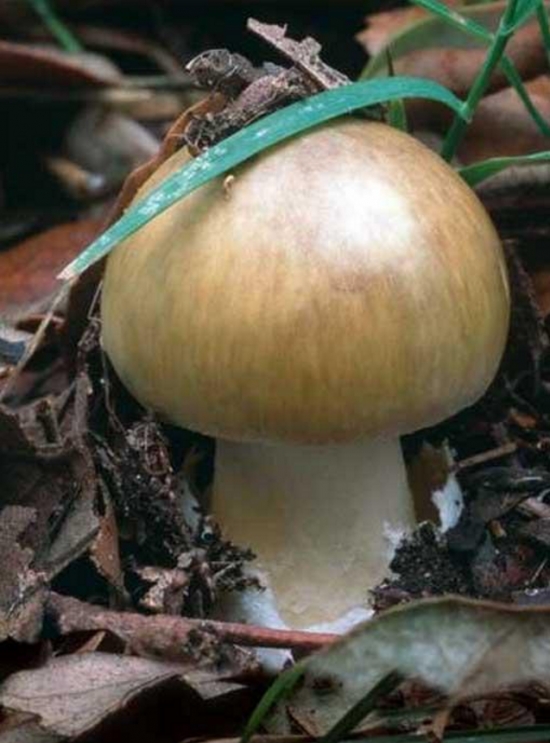致命白毒伞一旦误食,死亡率高达95%