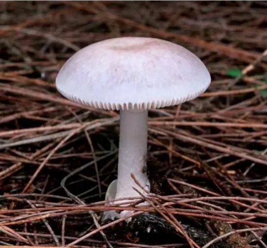 致命白毒伞一旦误食,死亡率高达95%