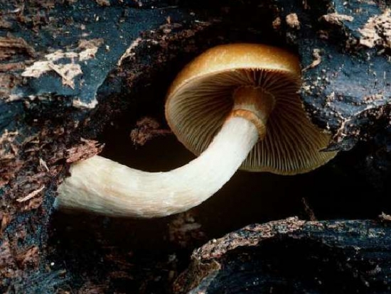 致命白毒伞一旦误食,死亡率高达95%
