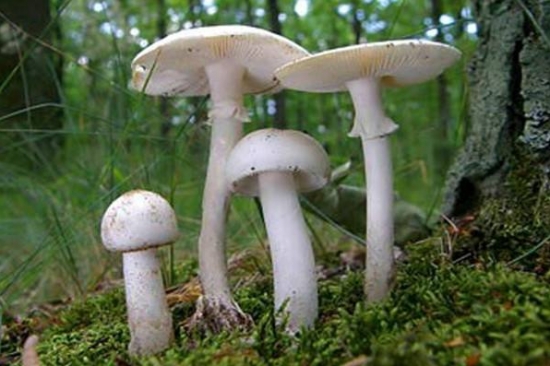 毒鹅膏