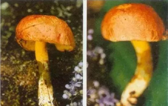秋生盔孢伞