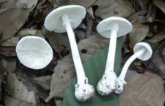 致命白毒伞