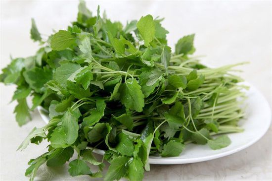 益母菜