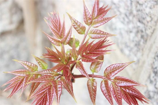 香椿芽
