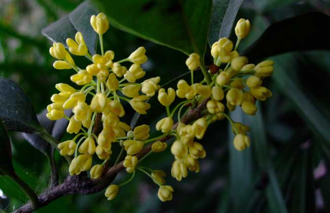 <a href='https://www.861230.com/guanhuazhiwu/42.html' target='_blank'><u>桂花</u></a>树为什么不开花 如何能让<a href='https://www.861230.com/guanhuazhiwu/42.html' target='_blank'><u>桂花</u></a>多开花