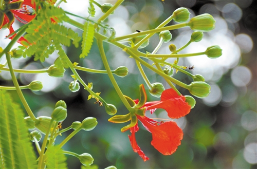 <a href='https://www.861230.com/guanhuazhiwu/6761.html' target='_blank'><u>凤凰花</u></a>花语及其故事传说