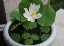 碗莲怎么种,碗莲的种植方法