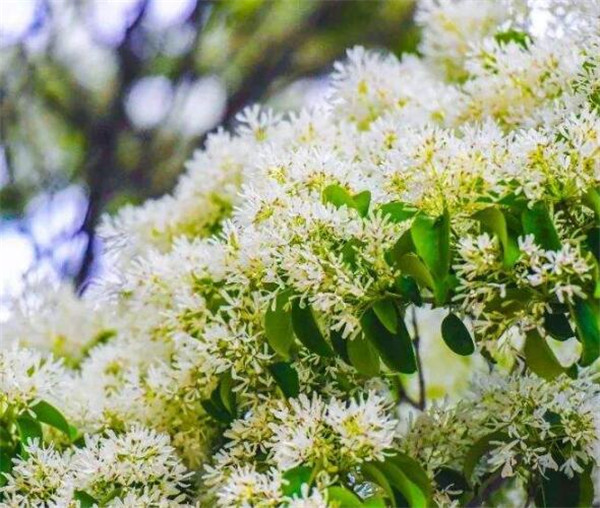 流苏种子种植技术 流苏苗如何管理