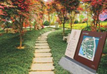 水杉是什么植物？水杉的养殖方法