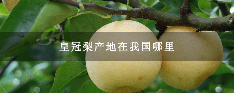 皇冠梨产地在我国哪里