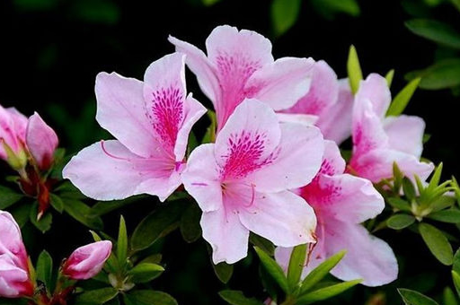 长沙市花是什么