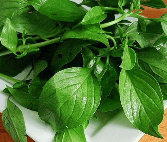 九层塔是什么菜?