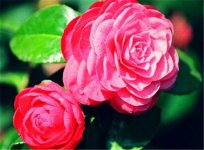 胜利花是什么花 什么花寓意胜利成功