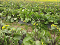 提高红菜苔种子发芽率的方法