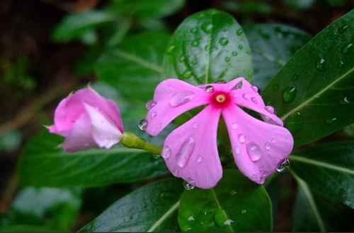 <a href='https://www.861230.com/guanhuazhiwu/6716.html' target='_blank'><u>长春花</u></a>有毒吗 误食危险(图)