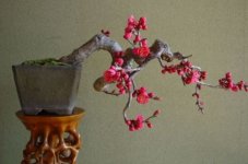 梅花根部发几颗芽是否保留 梅花从根部长出的新芽要不要剪掉