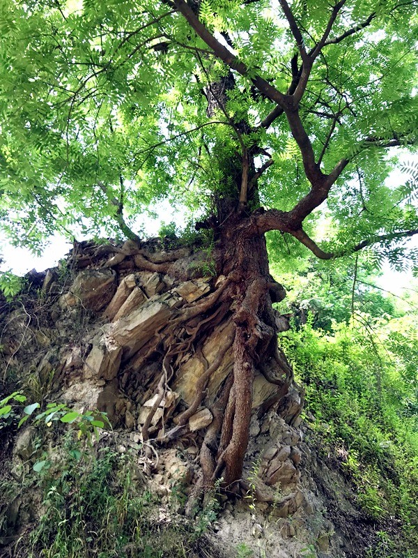 湖北十堰百年古树 “树”说文明