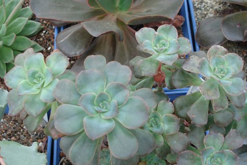 多肉植物名称及图片——双色莲