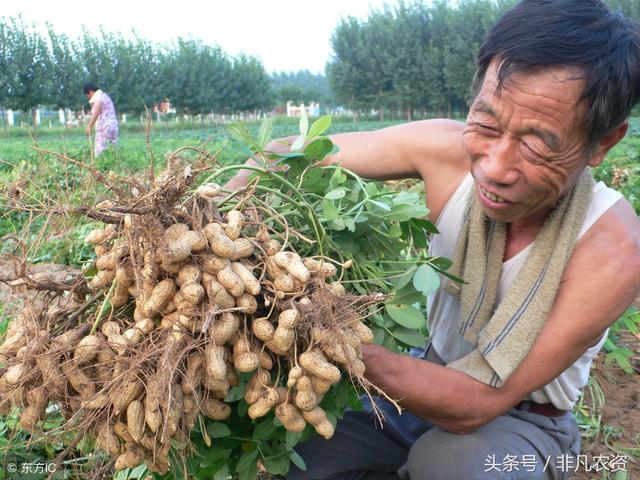 花生想高产，老张说记住这几点，别说800斤，一亩超千斤不是事！ …那笔者有问，老张怎么管理花生才能避免这些问题，提高花生产量呢？