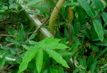 猫尾草几天发芽，播种后多久开花