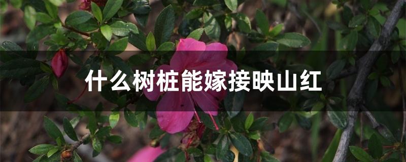 什么树桩能嫁接<a href='https://www.861230.com/guanhuazhiwu/31.html' target='_blank'><u>映山红</u></a>