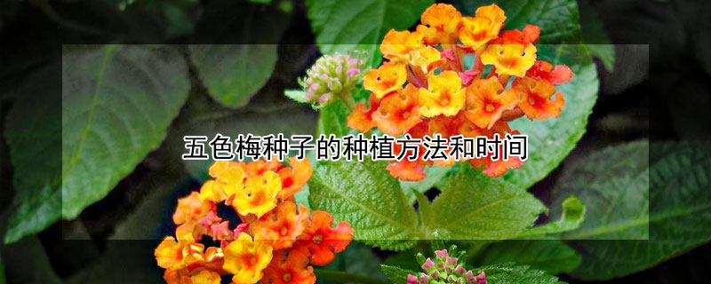 <a href='https://www.861230.com/guanhuazhiwu/6851.html' target='_blank'><u>五色梅</u></a>种子的种植方法和时间