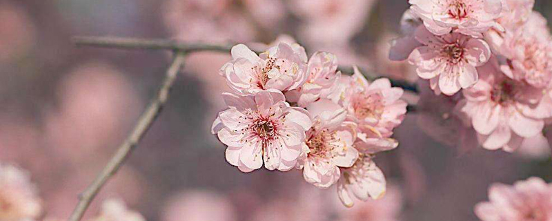 <a href='https://www.861230.com/guanhuazhiwu/9.html' target='_blank'><u>梅</u></a>州市花是什么