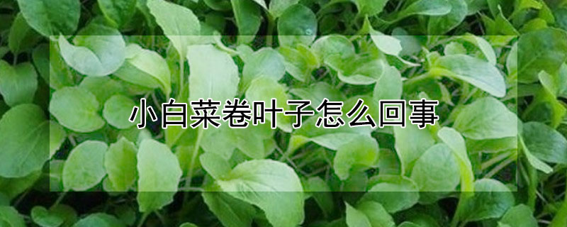 小白菜卷叶子的原因