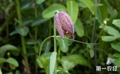 川贝母、浙贝母和土贝母三者植物区别