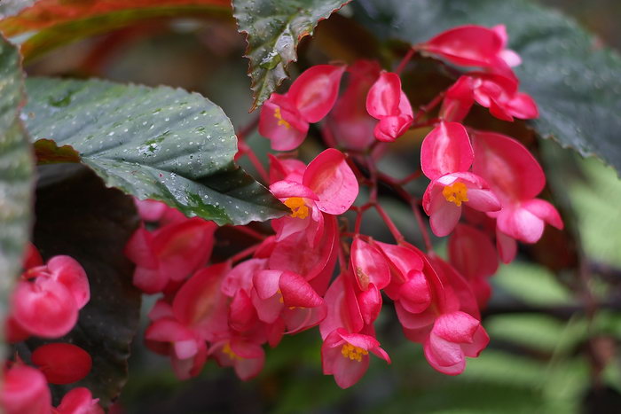 竹节海棠