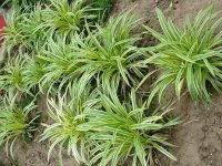麦冬草种子种植方法