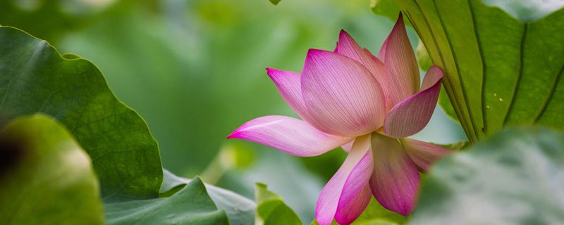 抚州市花是什么
