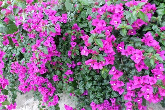 厦门市花是什么花?厦门市花是三角<a href='https://www.861230.com/guanhuazhiwu/9.html' target='_blank'><u>梅</u></a>
