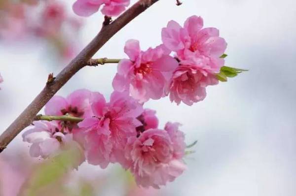 莱芜市花是什么
