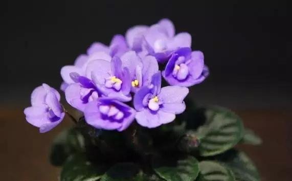 非洲堇的花语寓意