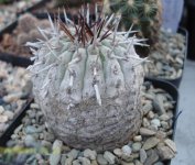 仙人掌科植物名称及图片——黑王丸
