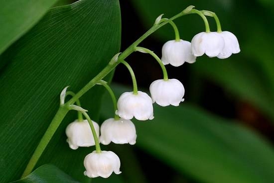 <a href='https://www.861230.com/guanhuazhiwu/6658.html' target='_blank'><u>铃兰</u></a>花的种植时间和开花时间